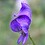 Aconitum_Napellus